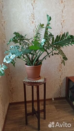 Замиокулькас