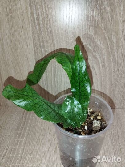 Асплениум, флебодиум и др. папоротники