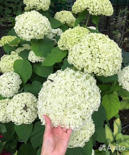 Гортензия древовидная Аннабель