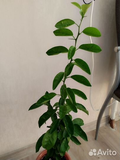 Мандарин Мандариновое дерево