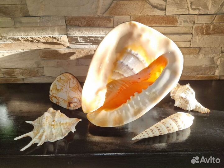 Морские ракушки раковины