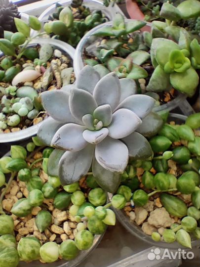 Суккуленты- полный список