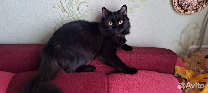 Кошки