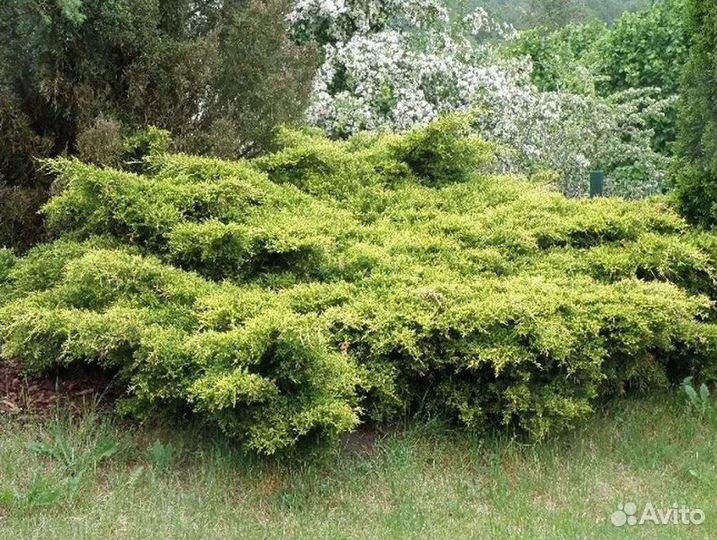 Саженцы можжевельник Кинг оф спринг из питомника