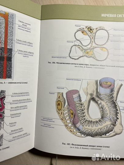 Атлас по анатомии колесников