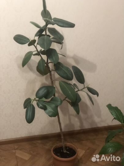 Комнатные цветы