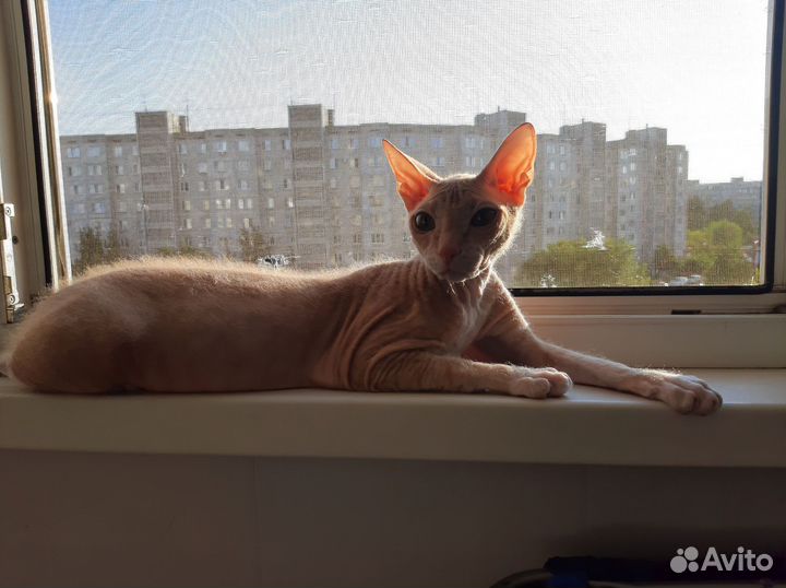 Донской сфинкс