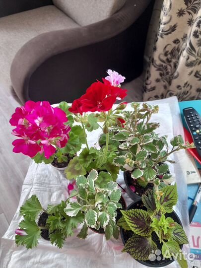 Пеларгония