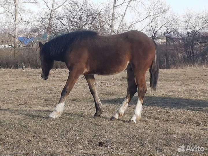 Продам лошадь