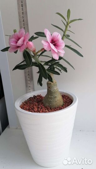 Адениум сорт Swallow