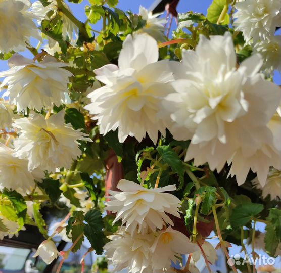 Бегонии ампельные