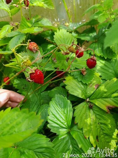 Рассада земляники