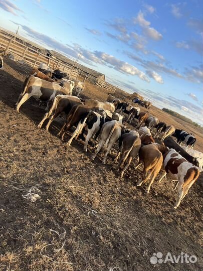 Быки живым весом