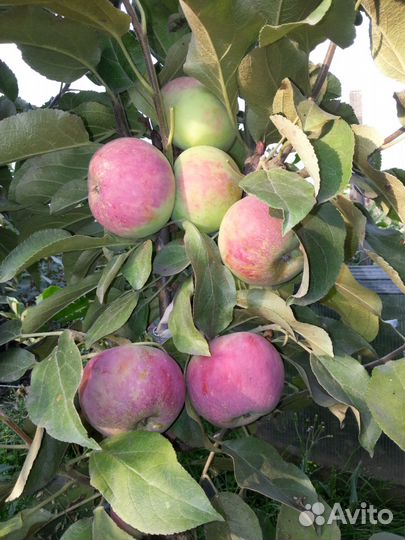 Саженцы плодово-ягодных культур