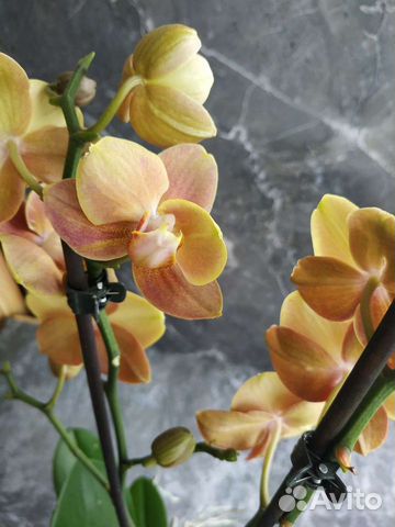 Орхидея фаленопсис Брион (Brion)