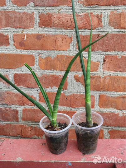 Сансевиерия Bacularis 'Mikado'