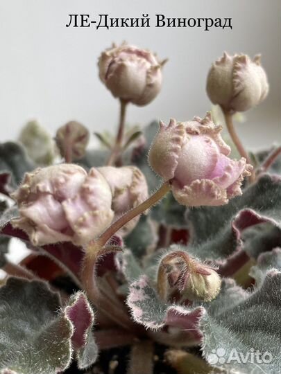 Сортовые фиалки