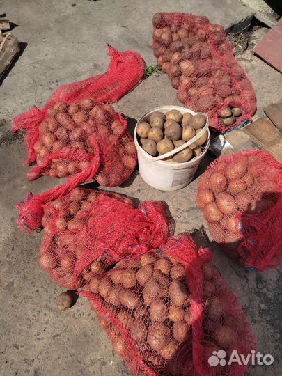 Продам картофель