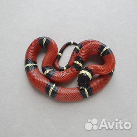 О содержании королевских змей (Lampropeltis)