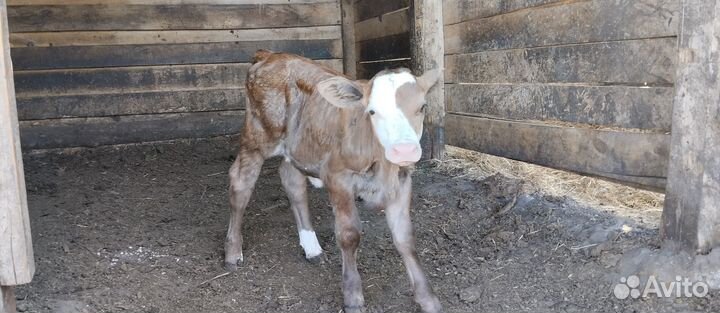 Тёлочка 4 месяца