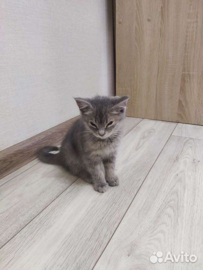 Кошки в добрые руки бесплатно