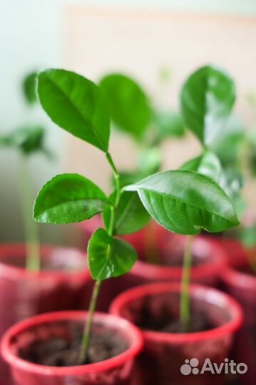 Саженцы цитрусовых