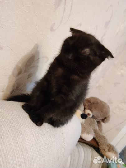 Кошечки в хорошие руки