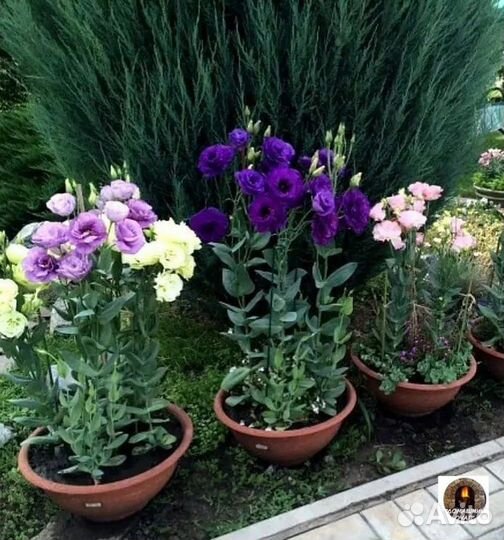 Рассада цветов