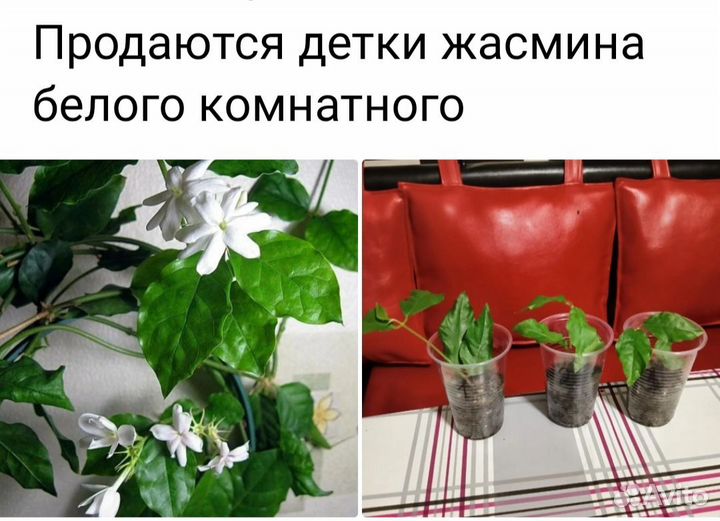 Комнатные растения