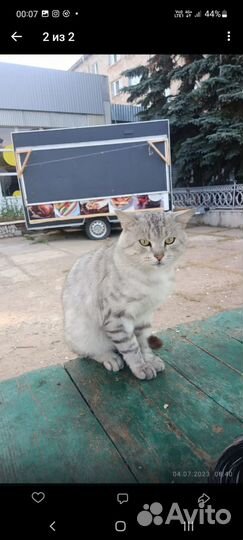 Декоративный Снежный барс хочет жить