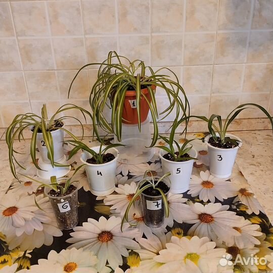 Комнатные растения, хлорофитум