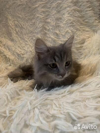 Домашние животные котята