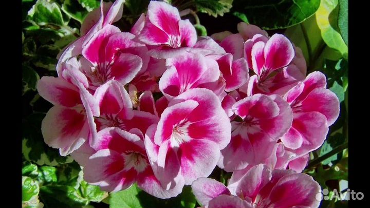 Пеларгония (герань) зональная