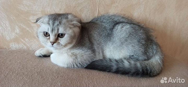 Шотландская вислоухая кошечка