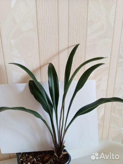 Сансевиерия сортовая