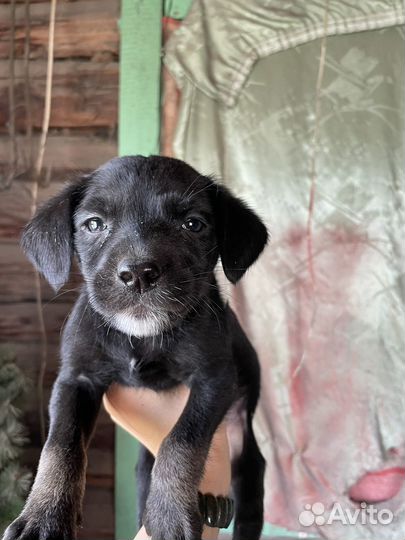 Щенки метисы