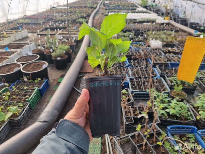 Саженцы гортензии Р9