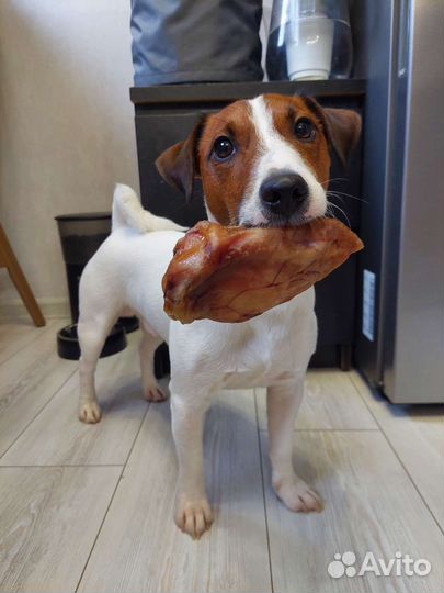 Сушёные лакомства для собак