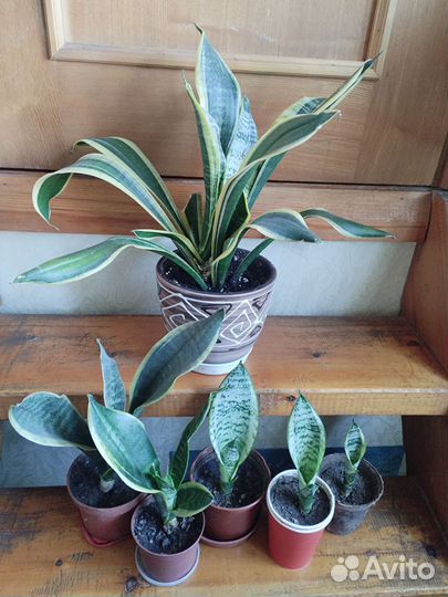 Сансевиерия