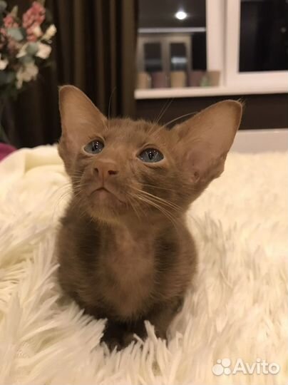 Циннамончики