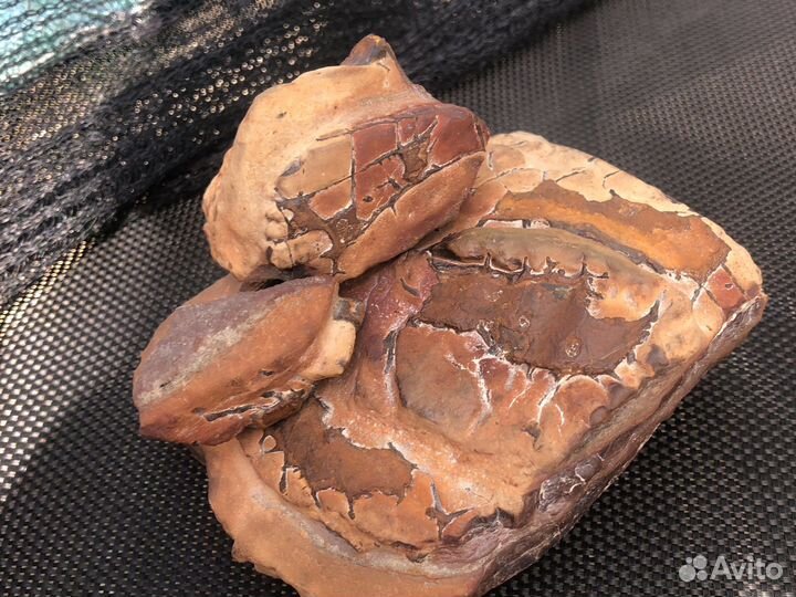 Септария, Окремнелая Лимонитовая Конкреция