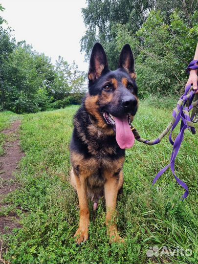 Собака в добрые руки из приюта