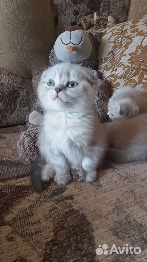 Шотландские котята блю поинт