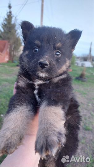 Отдам щенка