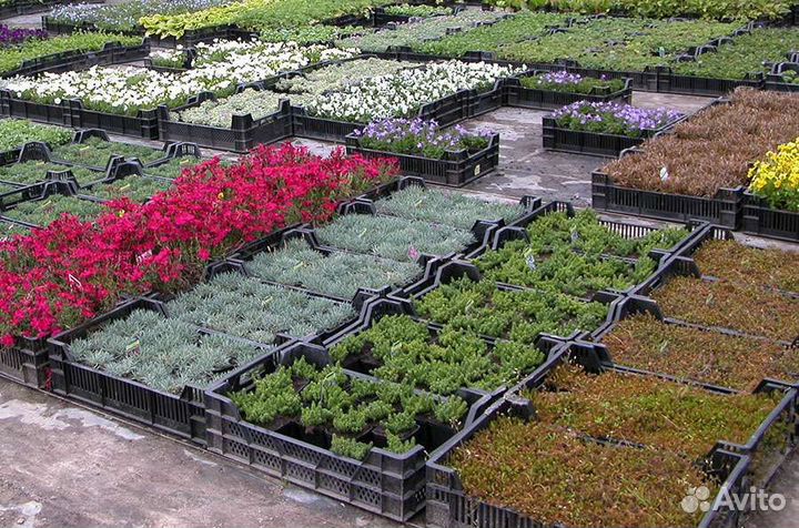 Саженцы растений