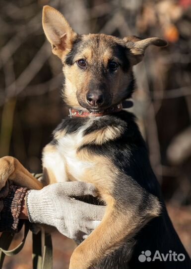 Щенок девочка Молли