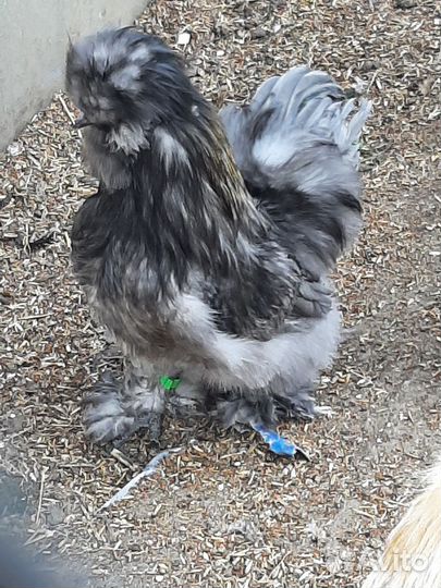 Петух китайский шелковый