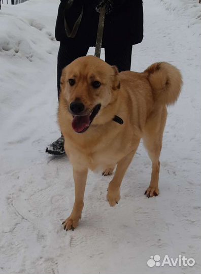 Собака, верный друг в добрые руки