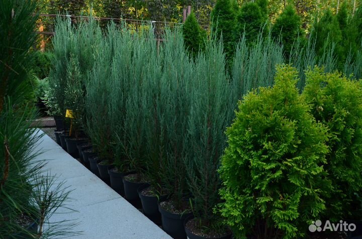 Можжевельник скальный блю эрроу укорененный