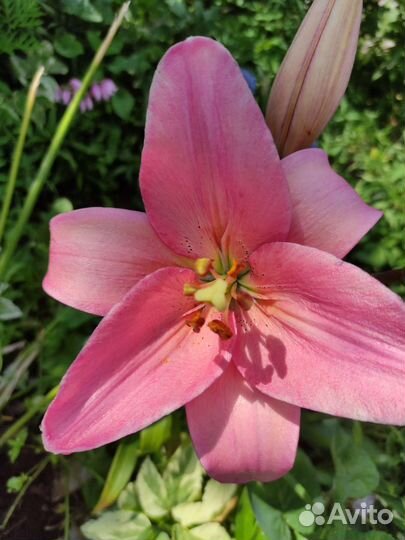 Лилия (продаю детки)